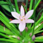 Asphodelus acaulis