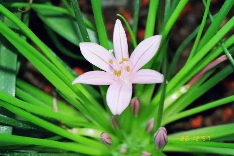 Asphodelus acaulis