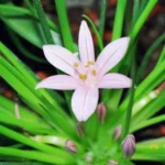 Asphodelus acaulis