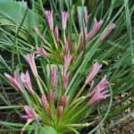 Asphodelus acaulis — Asphodelus acaulis