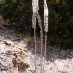 Urginea maritima type /25 prix départ pépin.