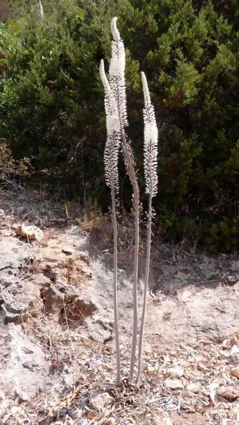 Urginea maritima type /25 prix départ pépin.