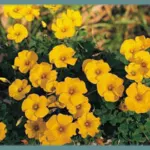 Oxalis lobata