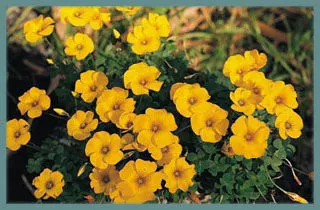 Oxalis lobata