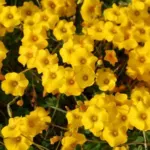 Oxalis lobata — lobata