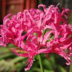 Nerine manselli X