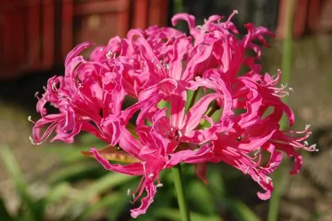Nerine manselli X