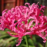 Nerine manselli X