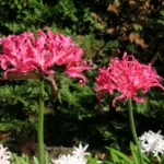 Nerine manselli X — manselli