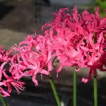 Nerine manselli X — nerine