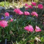 Nerine manselli X — photo 4