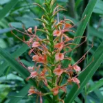 Hedychium coccineum