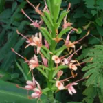Hedychium coccineum — Hedychium