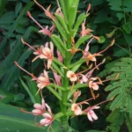 Hedychium coccineum — photo 2