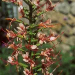 Hedychium coccineum — coccineum