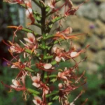 Hedychium coccineum — photo 3