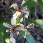 Iris foetidissima ‘Citrina’