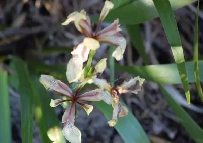 Iris foetidissima &lsquo;Citrina&rsquo;