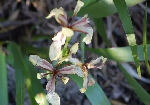 Iris foetidissima ‘Citrina’