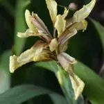 Iris foetidissima ‘Citrina’ — Iris