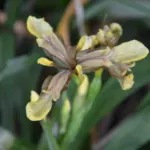 Iris foetidissima ‘Citrina’ — gigot