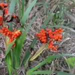 Iris foetidissima ‘Citrina’ — photo 5