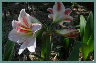Hippeastrum vittatum