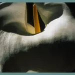 Zantedeschia aethiopica ‘maculata’