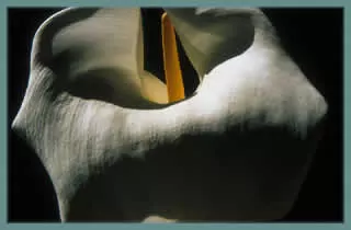 Zantedeschia aethiopica ‘maculata’
