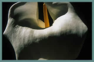 Zantedeschia aethiopica &lsquo;maculata&rsquo;