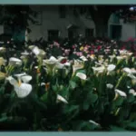 Zantedeschia aethiopica ‘maculata’ — Zantedeschia