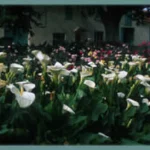 Zantedeschia aethiopica &lsquo;maculata&rsquo; — photo 2