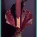 Amorphophallus rivieri / konjac