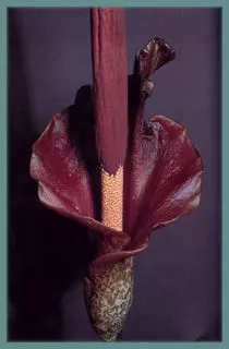 Amorphophallus rivieri / konjac
