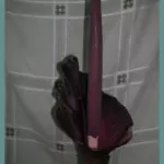 Amorphophallus rivieri / konjac — konjac