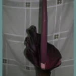 Amorphophallus rivieri / konjac — photo 2