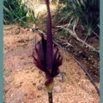 Amorphophallus rivieri / konjac — Amorphophallus