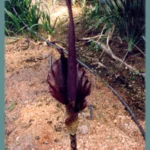 Amorphophallus rivieri / konjac — photo 3