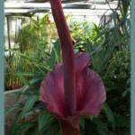 Amorphophallus rivieri / konjac — rivieri
