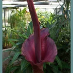Amorphophallus rivieri / konjac — photo 4