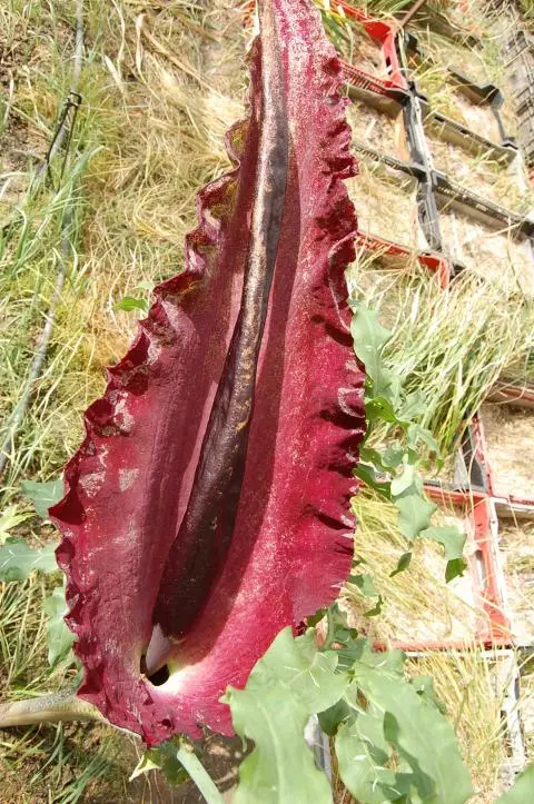 Dracunculus vulgaris
