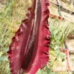 Dracunculus vulgaris
