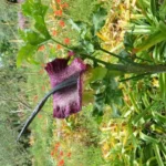 Dracunculus vulgaris — Arum