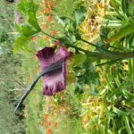 Dracunculus vulgaris — Arum
