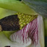Dracunculus vulgaris — Dragon