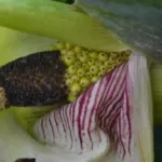 Dracunculus vulgaris — Dragon