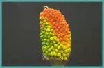 Dracunculus vulgaris — puant