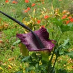 Dracunculus vulgaris — Dracunculus