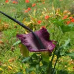 Dracunculus vulgaris — Dracunculus