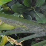 Dracunculus vulgaris — vulgaris